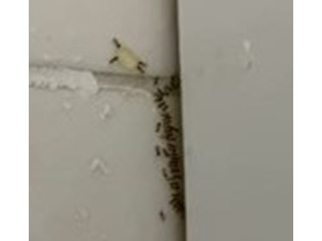 controle de formigas